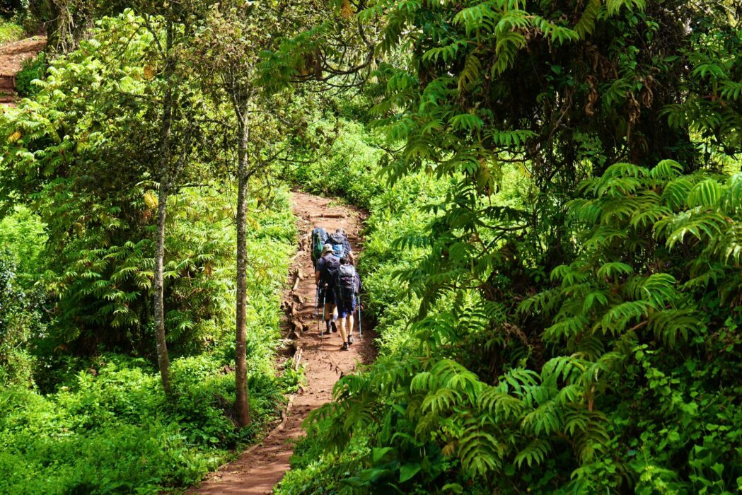 Trekking group descending through the forest section of Mount Kilimanjaro near the end of their hike.