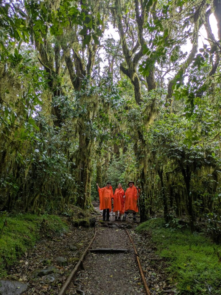 Three hikers wearing rain jackets walking through the rainforest section of Kilimanjaro’s Lemosho Route, part of a Kilimanjaro Joy Travel trek.