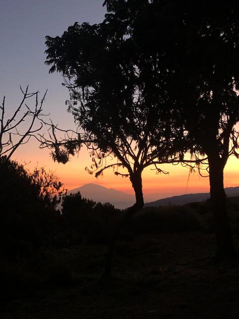 Silhouette of a dark tree on Mount Kilimanjaro with a warm sunset glowing behind it, highlighting the mountain landscape