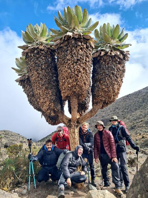 Six Kilimanjaro trekkers standing beside giant groundsels while ascending the mountain, surrounded by the unique high-altitude vegetation.