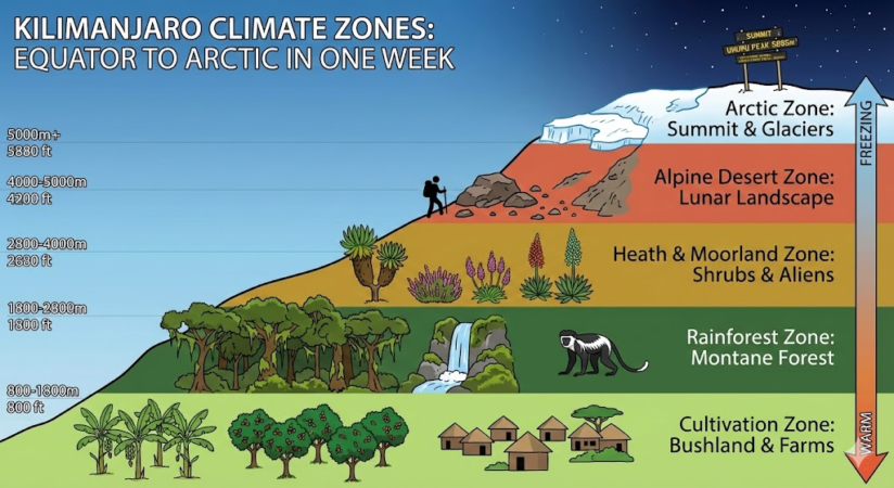 Illustration showing Mount Kilimanjaro’s five climate zones from the cultivation zone to the arctic summit, with altitude levels and typical wildlife across the mountain.